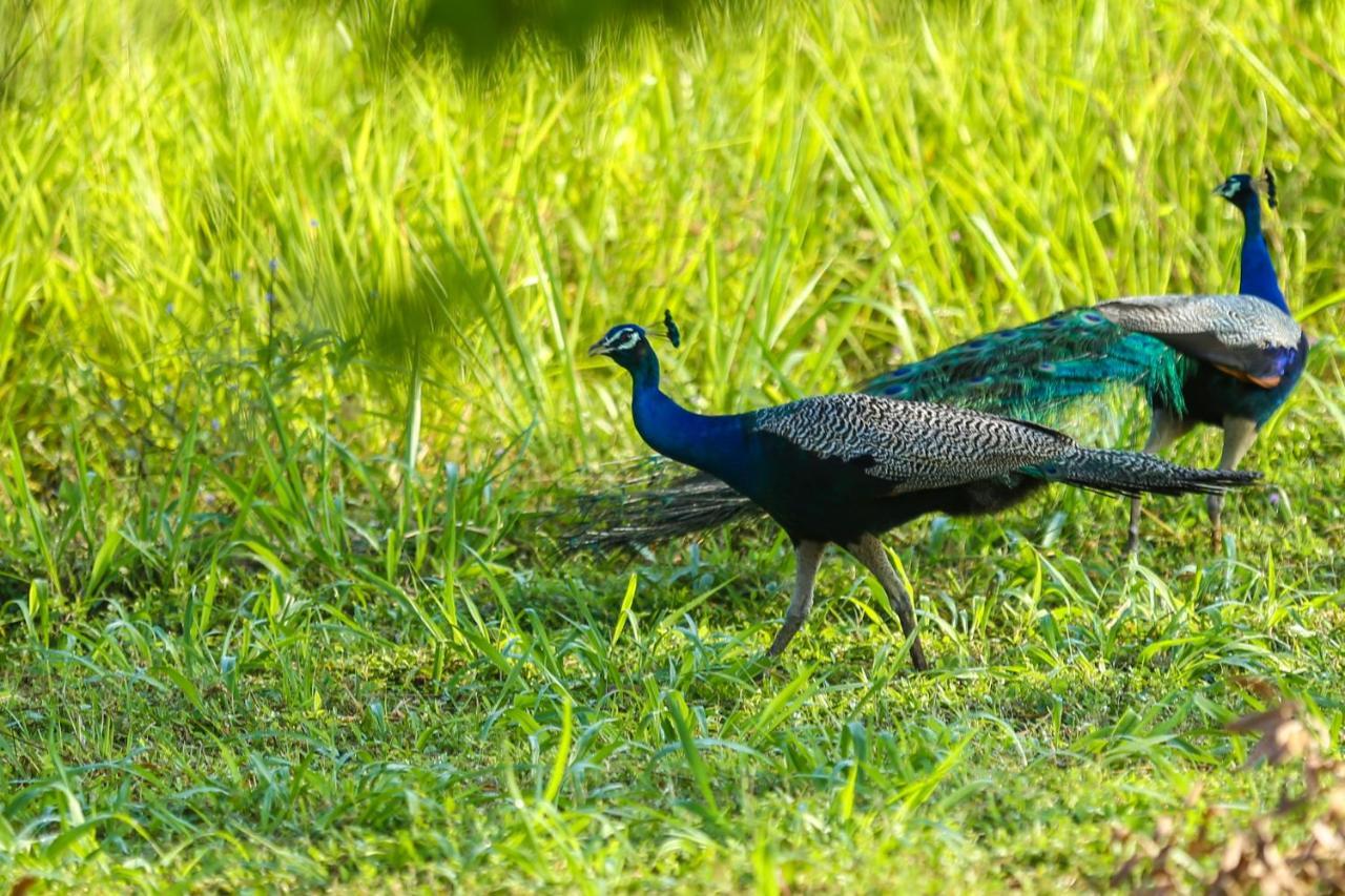 Kaveri Ayurveda Resort Sigiriya Dış mekan fotoğraf